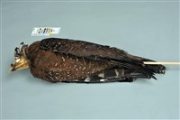 藏品(大冠鷲)的圖片